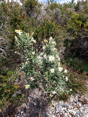 Chiliotrichum diffusum