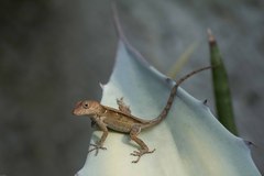 Anolis cybotes