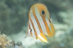 Chelmon rostratus