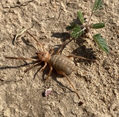 Solifugae