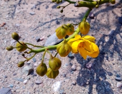 Senna crassiramea