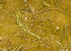 Lissotriton maltzani