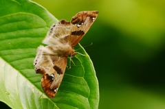 Odontoptilum angulata