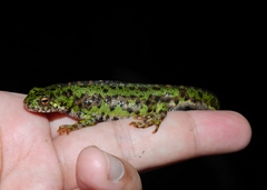 Triturus pygmaeus
