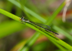 Agriocnemis rubricauda