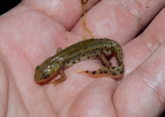 Lissotriton maltzani