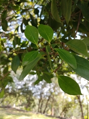 Ficus microcarpa