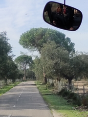 Pinus pinea