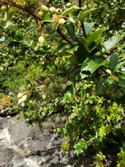 Berberis ilicifolia