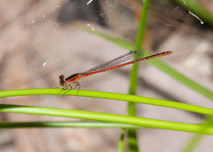 Agriocnemis rubricauda