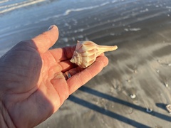 Sinistrofulgur pulleyi