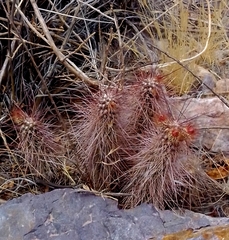 Austrocylindropuntia shaferi