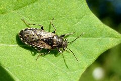 Heterogaster urticae
