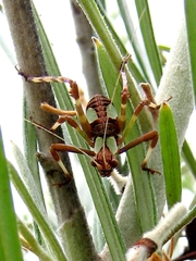 Ephippitytha trigintiduoguttata