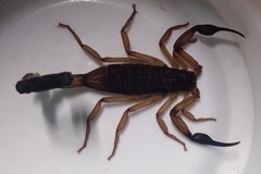 Centruroides bicolor