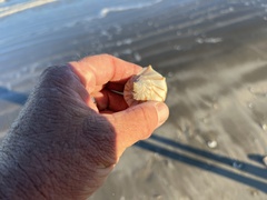 Sinistrofulgur pulleyi