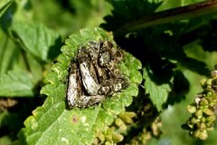 Heterogaster urticae
