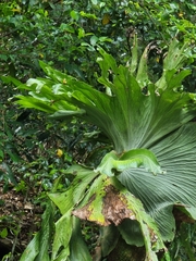 Platycerium superbum