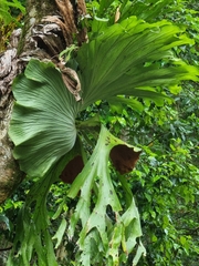 Platycerium superbum