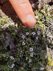 Clinopodium darwinii