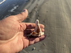 Sinistrofulgur pulleyi