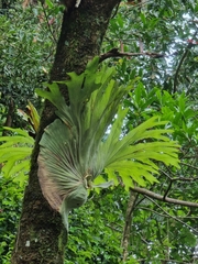 Platycerium superbum