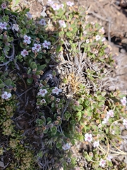 Clinopodium darwinii