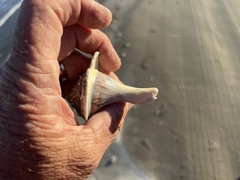 Sinistrofulgur pulleyi