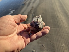 Sinistrofulgur pulleyi