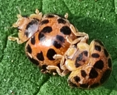 Henosepilachna vigintisexpunctata