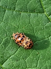 Henosepilachna vigintisexpunctata