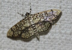 Haritalodes obliqualis