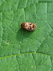Henosepilachna vigintisexpunctata