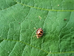 Henosepilachna vigintisexpunctata