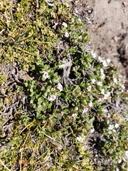 Clinopodium darwinii