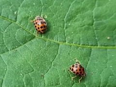 Henosepilachna vigintisexpunctata