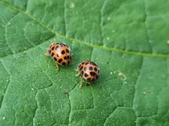 Henosepilachna vigintisexpunctata