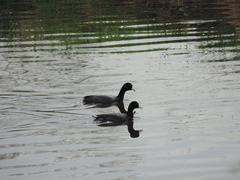 Fulica americana