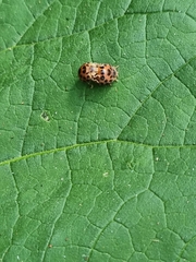 Henosepilachna vigintisexpunctata