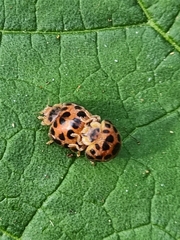 Henosepilachna vigintisexpunctata