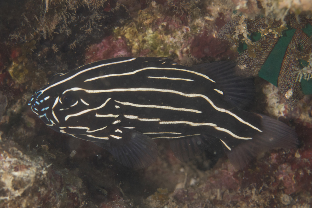 Goldenstriped Soapfish