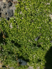 Azorella trifurcata