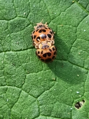 Henosepilachna vigintisexpunctata