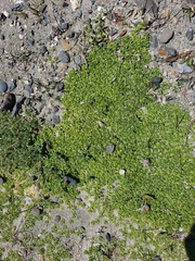 Azorella trifurcata