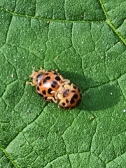 Henosepilachna vigintisexpunctata