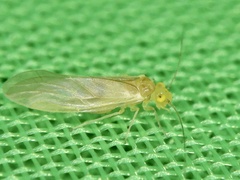 Caeciliusidae