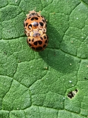 Henosepilachna vigintisexpunctata