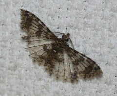 Alucita phricodes