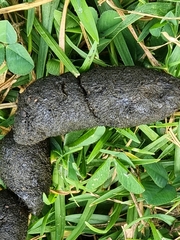 Trichosurus vulpecula