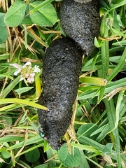 Trichosurus vulpecula